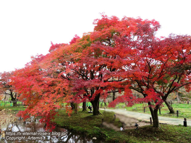 19.11.241 京都府立植物園 (65)