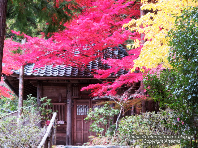 19.11.27 高雄 神護寺  (144)