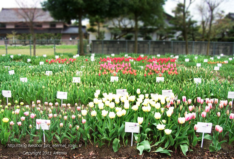 10.4.21 チューリップ四季彩館 (21)