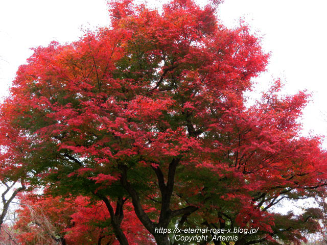 19.11.241 京都府立植物園 (61)