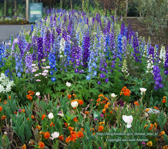 27 おかやま花だより  (27)
