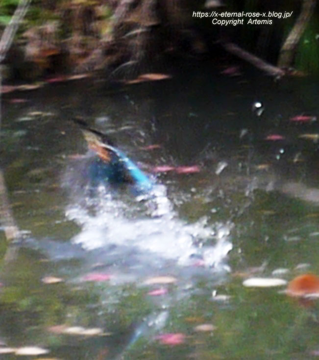 19.11.241 京都府立植物園 (198)