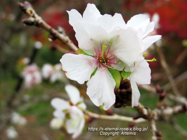 19.11.241 京都府立植物園 (75)