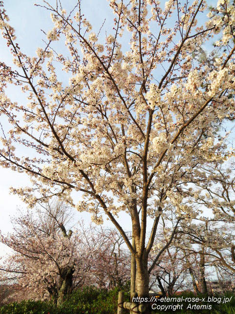 22.3.30.7 八条ケ池 長岡天満宮  (4)