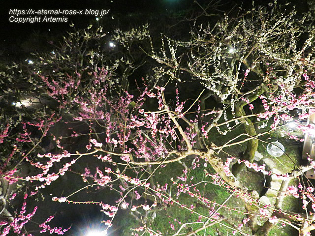 23.3.3. 北野天満宮 (73)