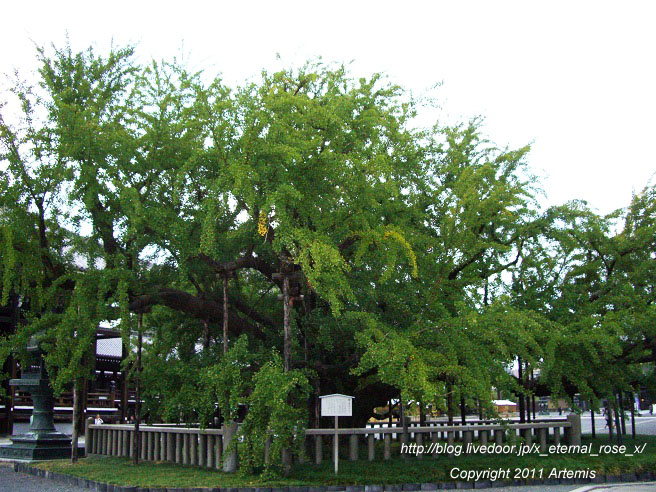 10.10.15.5 西本願寺 龍谷山 本願寺  (5)