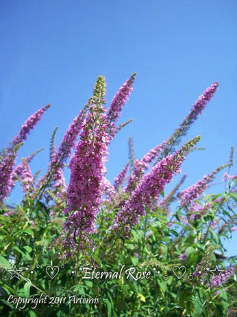 24 ブッドレア (11)