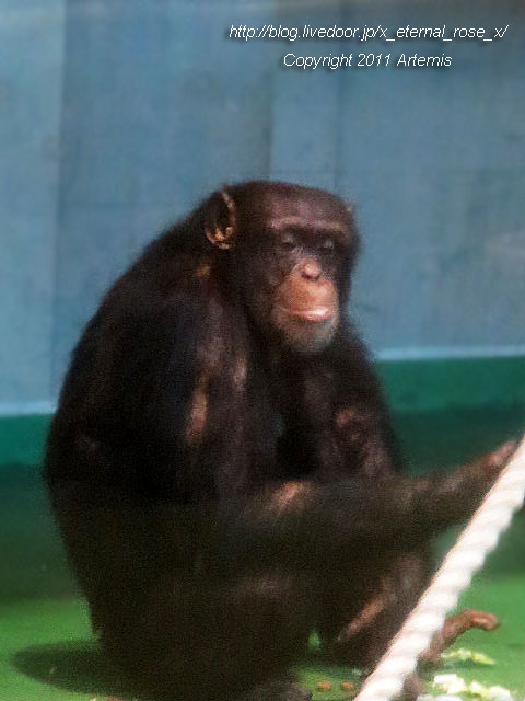 18.11.22.12 旭山動物園  (4)