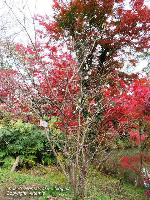 19.11.241 京都府立植物園 (84)