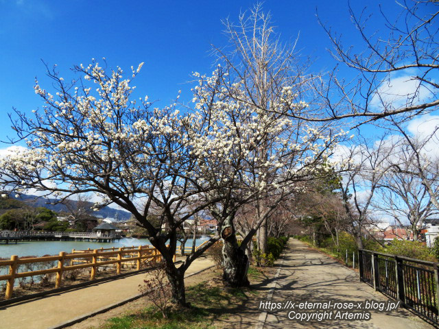 23.3.2.4 長岡天満宮 (22)