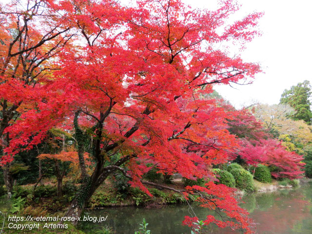 19.11.241 京都府立植物園 (55)