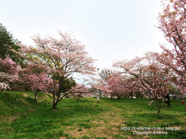 23.4.5 宗堂桜 (29)