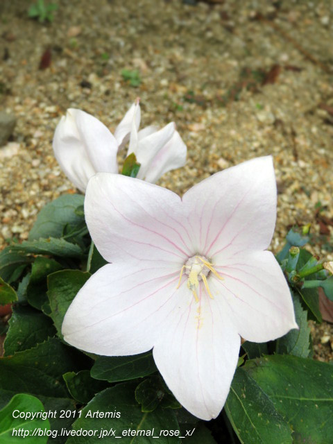 20.9.20 ラ リベルテ テンジン (49)