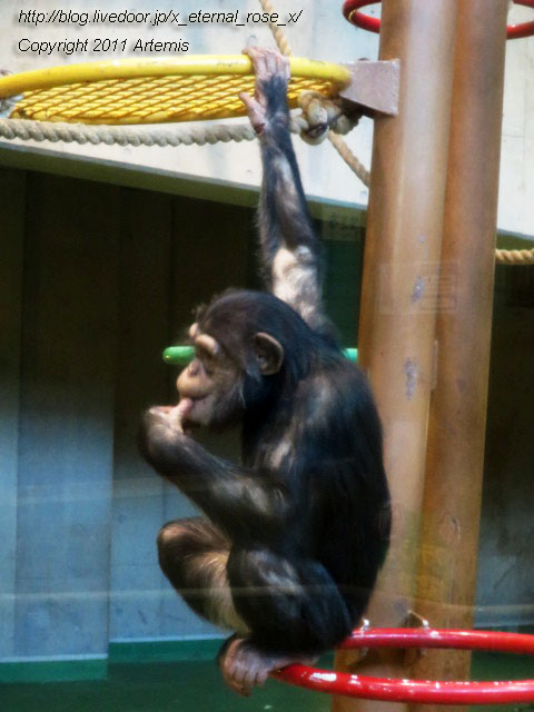18.11.22.12 旭山動物園  (2)