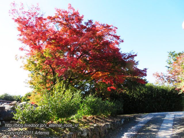 19.11.23.1妙心寺 (4)