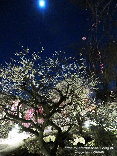 23.3.3. 北野天満宮 (32)