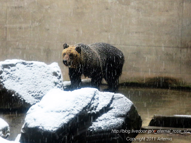 18.11.22.15 旭山動物園  (6)