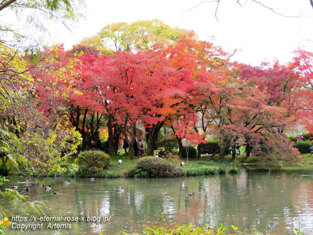 19.11.241 京都府立植物園 (26)