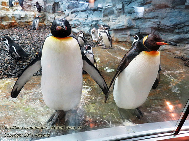 旭川市旭山動物園 キングペンギン フンボルトペンギン 18