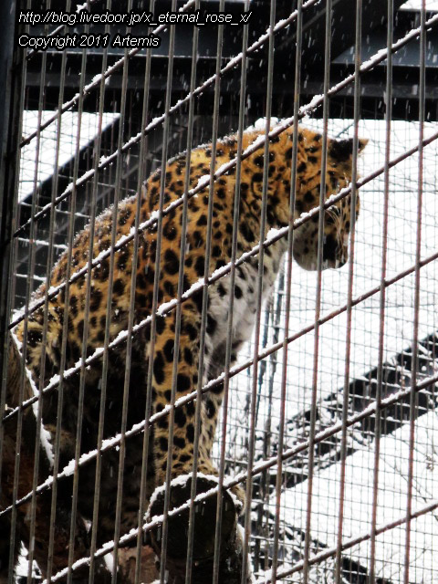 18.11.22.15 旭山動物園  (12)