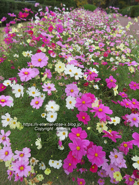 19.11.241 京都府立植物園 (138)