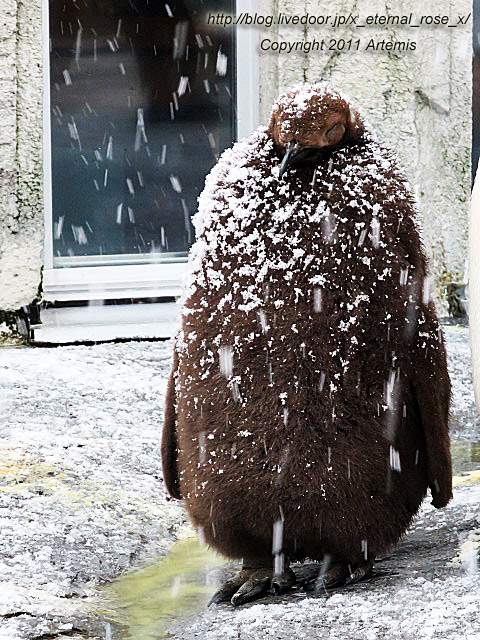 18.11.22.18 旭山動物園  (36)