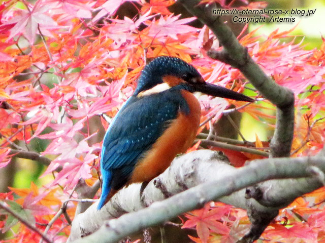 19.11.241 京都府立植物園 (36)