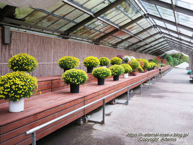 19.11.241 京都府立植物園 (188)