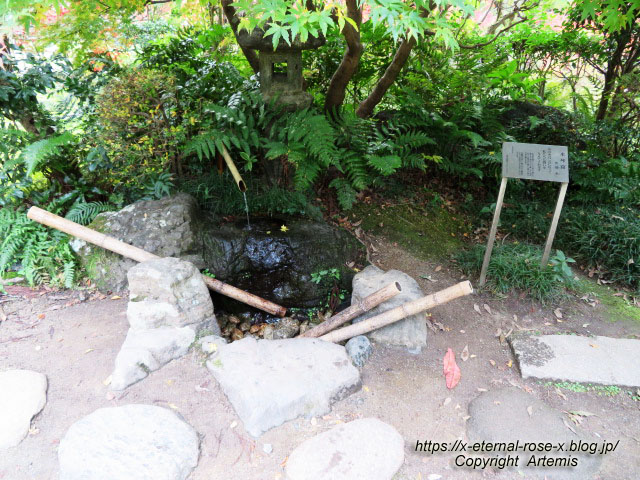 19.11.241 京都府立植物園 (44)
