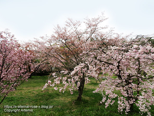 23.4.5 宗堂桜 (98)