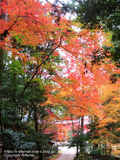 19.11.27 高雄 神護寺  (131)