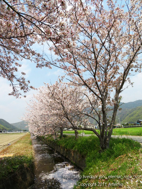 20.4.8.3 瀬戸町大内 桜  (12)