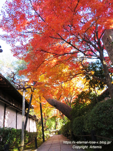 19.11.23.7 妙心寺 退蔵院  (14)