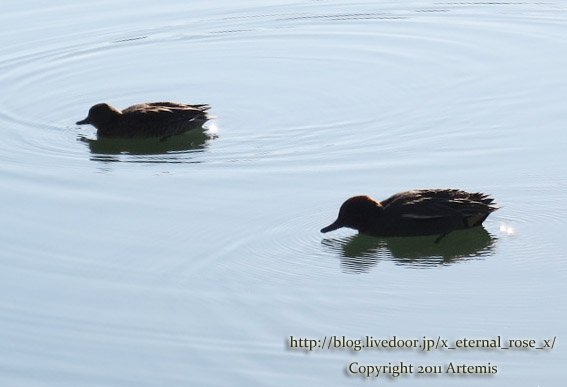 19.1.1.1 後楽園  (20)