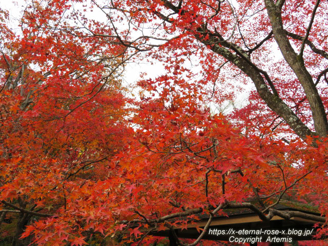 19.11.241 京都府立植物園 (53)