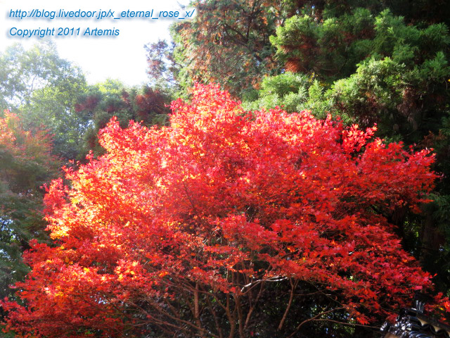 20.11.21.3 備中高梁稲荷神社  (20)