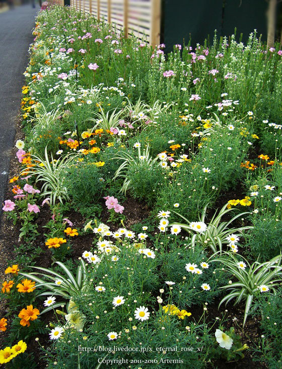 27 おかやま花だより  (36)