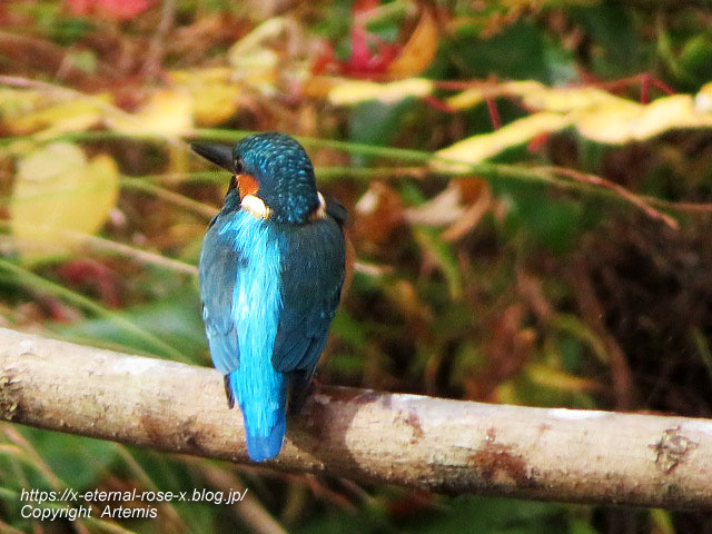 19.11.241 京都府立植物園 (22)