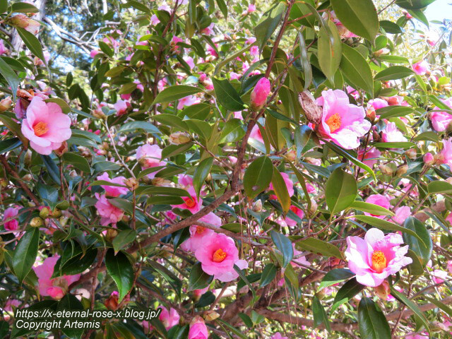 23.3.2.3 長岡公園 梅園 (4)