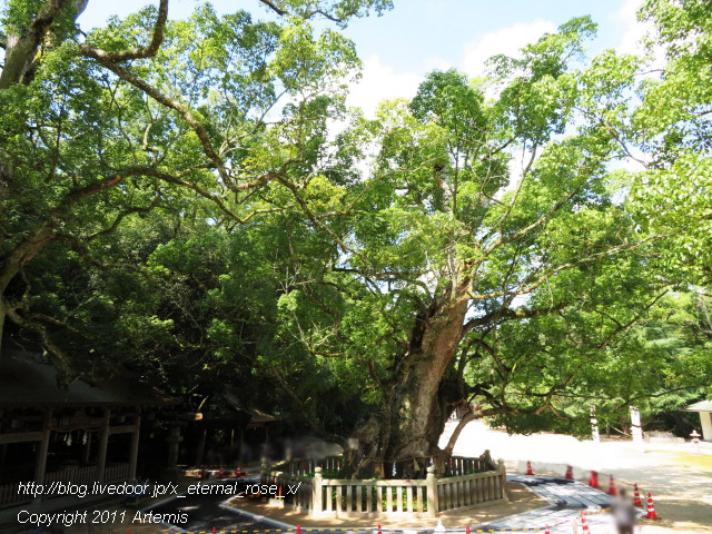 19.9.14.4 伊予國一宮 大山祇神社 (15)