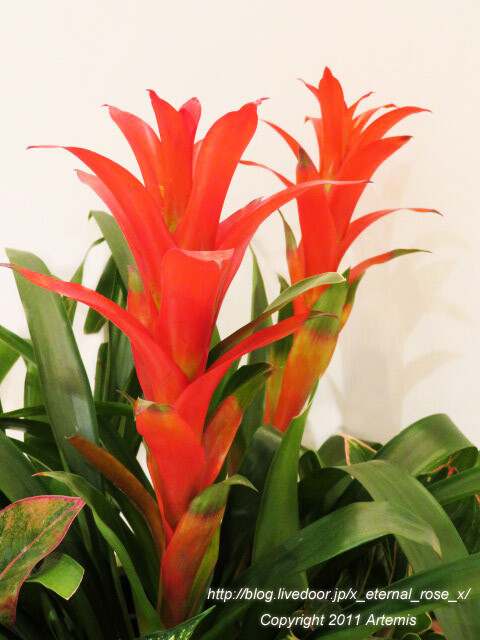 21.5.11.3 イチコ イコットニコット店  (37)