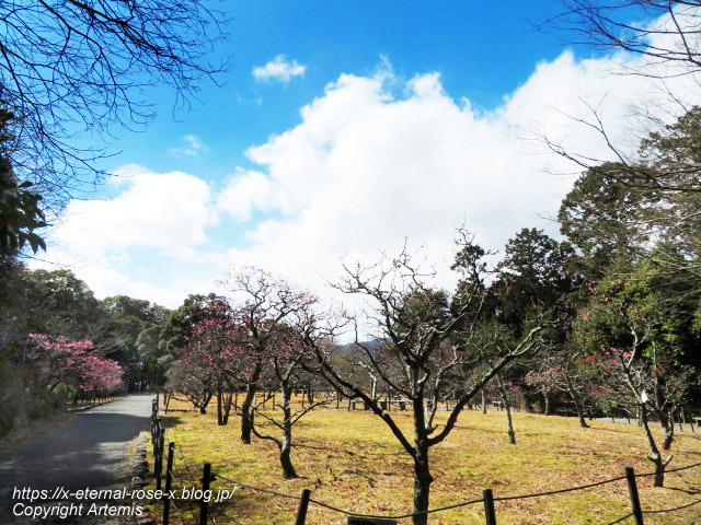 23.3.2.3 長岡公園 梅園 (27)
