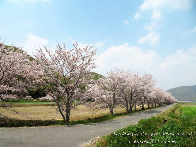 20.4.8.3 瀬戸町大内 桜  (11)