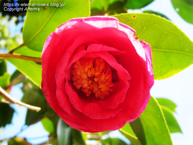 23.3.2.3 長岡公園 梅園 (36)