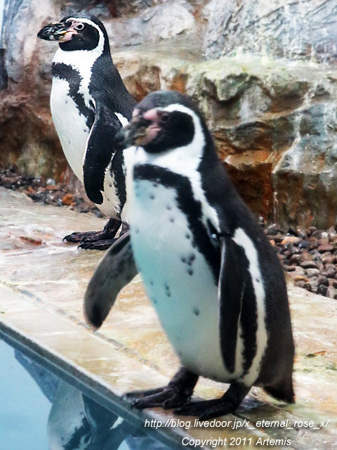 18.11.22.18 旭山動物園  (29)