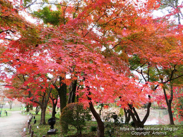 19.11.241 京都府立植物園 (56)