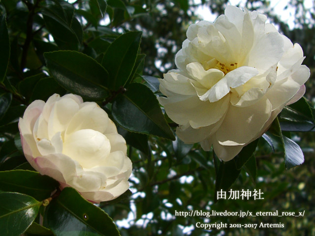 9 由加神社 和気 (12)