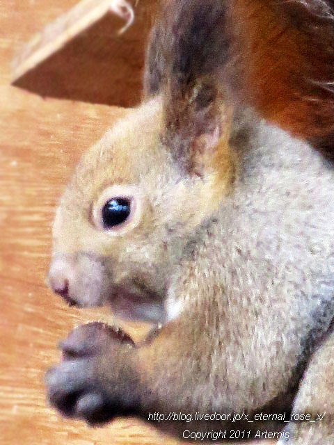 18.11.22.11 旭山動物園  (5)