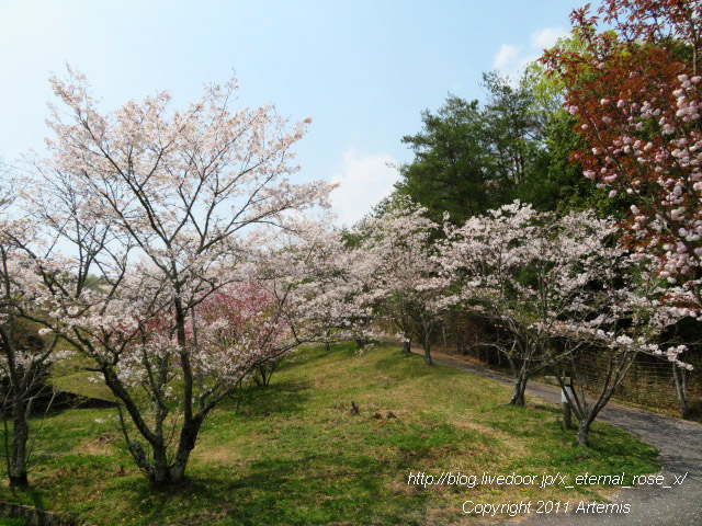 20.4.8 宗堂桜 (39)