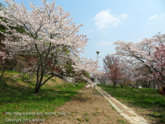 20.4.8 宗堂桜  (14)